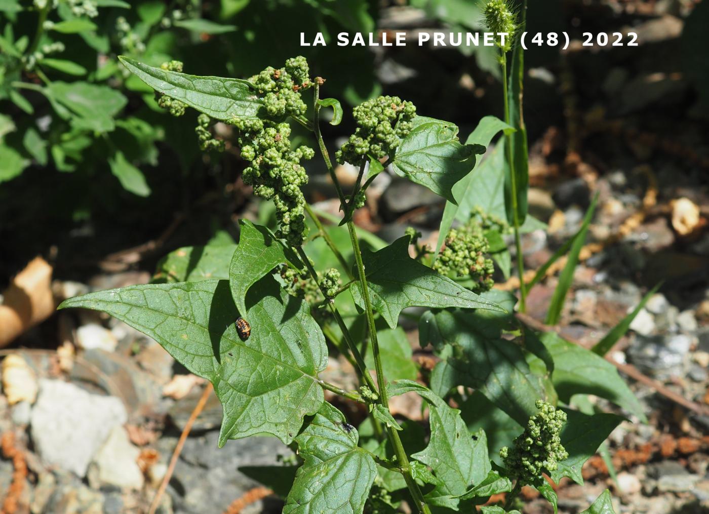 Goosefoot, Maple-leaved plant